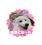 スピッツファミリー⑤（個別スタンプ：26）