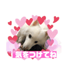スピッツファミリー⑤（個別スタンプ：33）