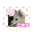 スピッツファミリー⑤（個別スタンプ：38）