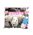 スピッツファミリー⑤（個別スタンプ：39）