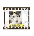 スピッツファミリー⑤（個別スタンプ：40）