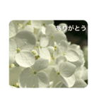 my-photo-感謝（個別スタンプ：8）