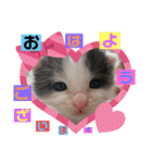 ぽてちゃんの毎日使えるスタンプ（個別スタンプ：1）