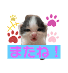 ぽてちゃんの毎日使えるスタンプ（個別スタンプ：21）