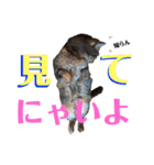 べべとミルと時々チャイ（個別スタンプ：1）