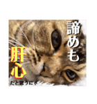 べべとミルと時々チャイ（個別スタンプ：6）