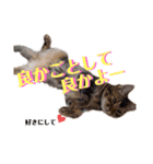 べべとミルと時々チャイ（個別スタンプ：8）
