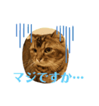 べべとミルと時々チャイ（個別スタンプ：11）