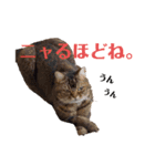 べべとミルと時々チャイ（個別スタンプ：14）