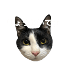今すぐ使える猫スタンプ3（個別スタンプ：1）