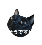 今すぐ使える猫スタンプ3（個別スタンプ：2）