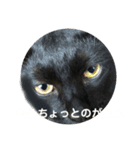 今すぐ使える猫スタンプ3（個別スタンプ：5）