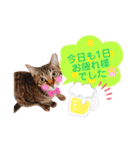 猫好きが使うスタンプ（個別スタンプ：4）