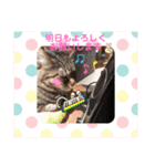 猫好きが使うスタンプ（個別スタンプ：6）