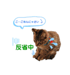 猫好きが使うスタンプ（個別スタンプ：7）