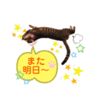 猫好きが使うスタンプ（個別スタンプ：8）