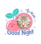 猫好きが使うスタンプ（個別スタンプ：10）