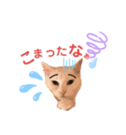 猫好きが使うスタンプ（個別スタンプ：12）