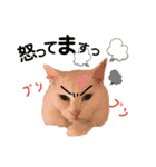 猫好きが使うスタンプ（個別スタンプ：13）