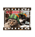 猫好きが使うスタンプ（個別スタンプ：16）