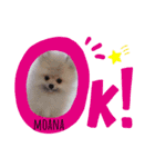 ロコ＆モアナ（個別スタンプ：1）