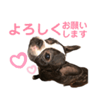 フレブルのアンジュ2（個別スタンプ：9）