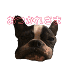 フレブルのアンジュ2（個別スタンプ：13）