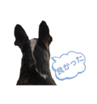 フレブルのアンジュ2（個別スタンプ：14）