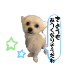 チワマルスタンプ⑧夏用（個別スタンプ：1）