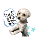 チワマルスタンプ⑧夏用（個別スタンプ：2）