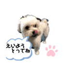 チワマルスタンプ⑧夏用（個別スタンプ：3）
