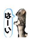 チワマルスタンプ⑧夏用（個別スタンプ：7）