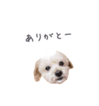 ぱ〜こ_モカちゃん（個別スタンプ：2）