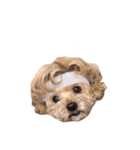 ぱ〜こ_モカちゃん（個別スタンプ：3）