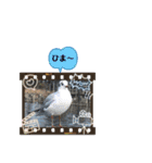 黒豆ちゃん stamp3（個別スタンプ：18）
