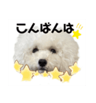 アビ子スタンプ（個別スタンプ：3）