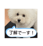 アビ子スタンプ（個別スタンプ：9）