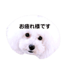 アビ子スタンプ（個別スタンプ：14）