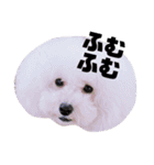 アビ子スタンプ（個別スタンプ：17）