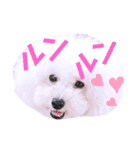 アビ子スタンプ（個別スタンプ：21）