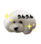 アビ子スタンプ（個別スタンプ：22）
