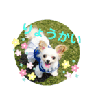 なっつスタンプ♡ちわぷー（個別スタンプ：1）