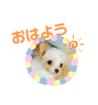 なっつスタンプ♡ちわぷー（個別スタンプ：3）