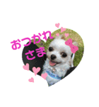 なっつスタンプ♡ちわぷー（個別スタンプ：5）