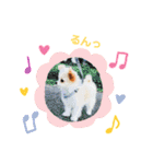 なっつスタンプ♡ちわぷー（個別スタンプ：13）