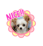 なっつスタンプ♡ちわぷー（個別スタンプ：16）