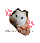 はむのいる生活（個別スタンプ：2）