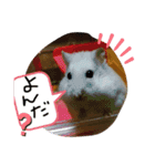 はむのいる生活（個別スタンプ：3）