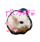 はむのいる生活（個別スタンプ：10）