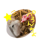 はむのいる生活（個別スタンプ：11）